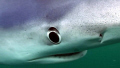   Blue shark face. She came close look my new housing. face housing  